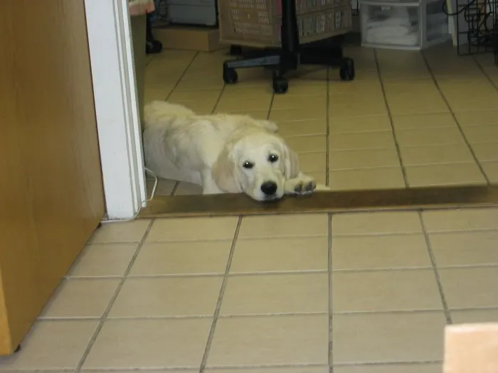 VCA Foxon Animal Hospital Picture 6