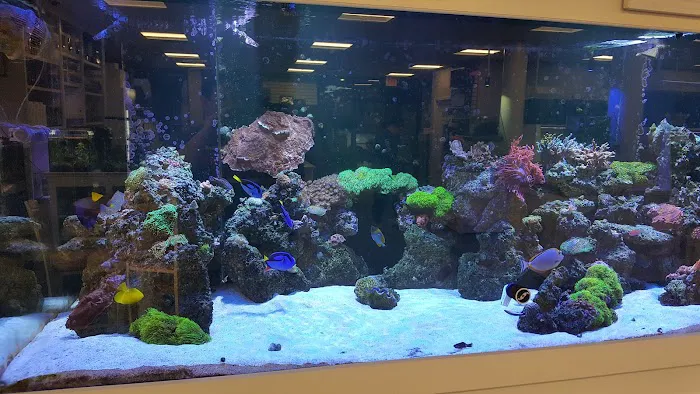 Southern Aquatics Local Fish Store Picture 7