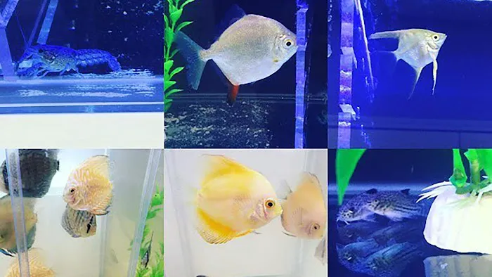 Southern Aquatics Local Fish Store Picture 8