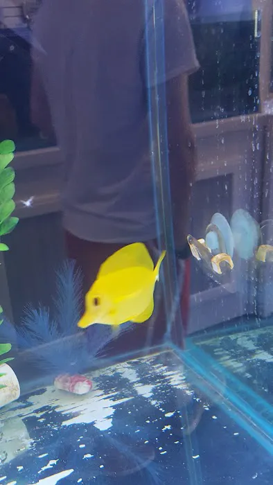 Southern Aquatics Local Fish Store Picture 6