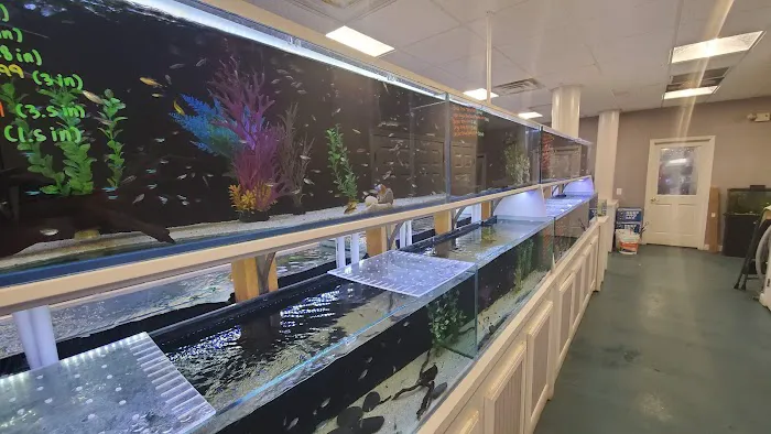 Southern Aquatics Local Fish Store Picture 5