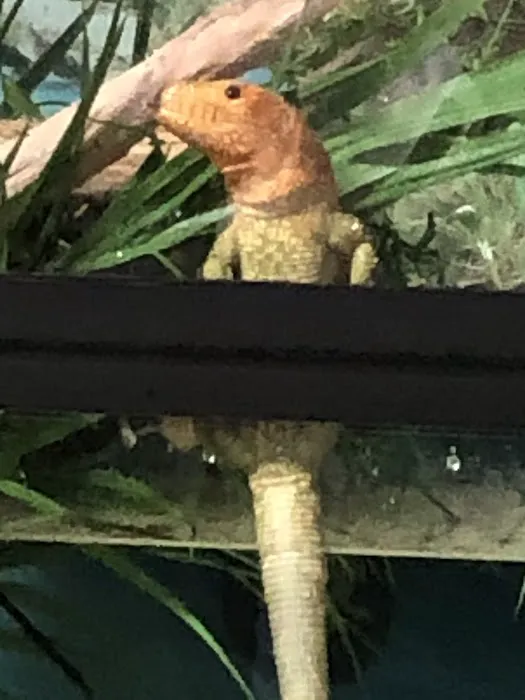 Land And Sea Exotic Pets Picture 3