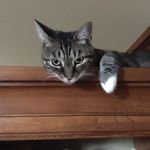 Animal Hospital and Laser Surgery Center of Secaucus