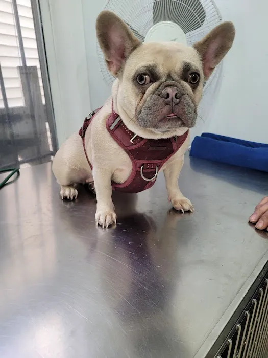 Summit Animal Clinic Picture 7