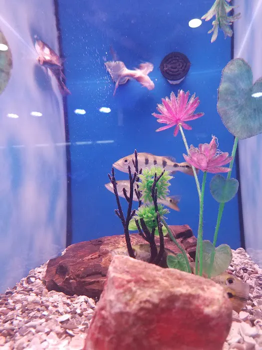 Nemo Aquarium Picture 3