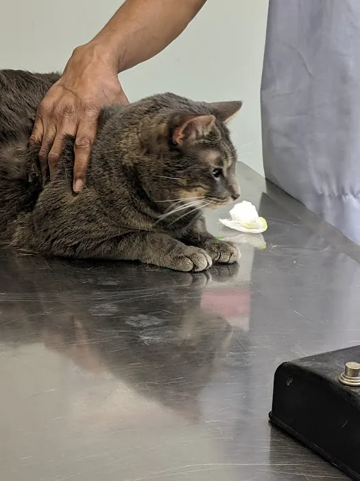Union City Animal Clinic Picture 9