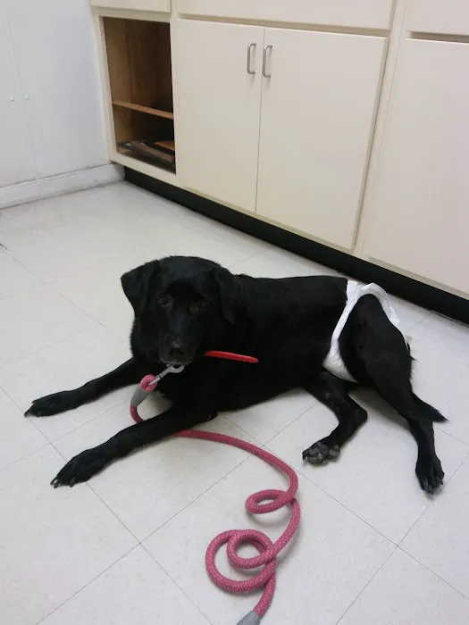 Union City Animal Clinic Picture 2