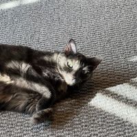 Union City Animal Clinic ico