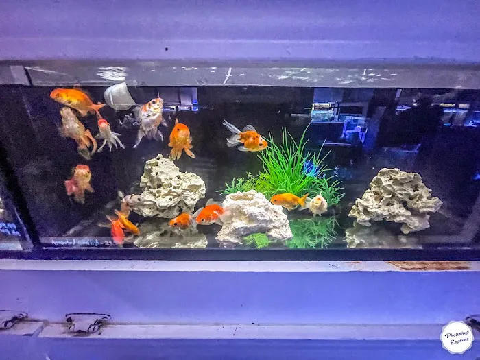 Atlanta Aquarium Picture 8