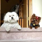 Banfield Pet Hospital