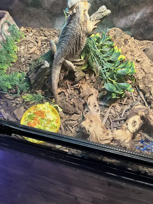 Leapin Lizards Pet Shop Picture 7