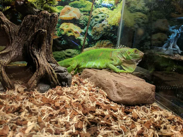 Leapin Lizards Pet Shop Picture 4