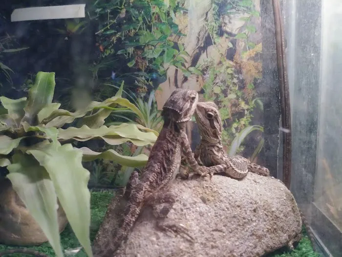 Leapin Lizards Pet Shop Picture 1