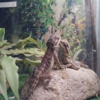 Leapin Lizards Pet Shop ico
