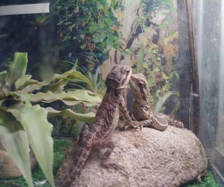 Leapin Lizards Pet Shop