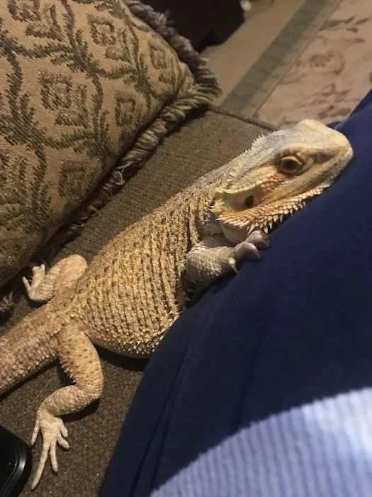 Leapin Lizards Pet Shop Picture 10