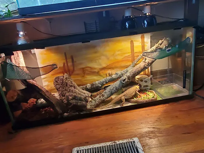 Leapin Lizards Pet Shop Picture 8