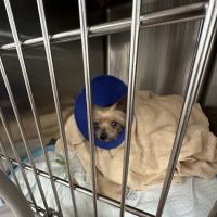 VEG ER for Pets ico