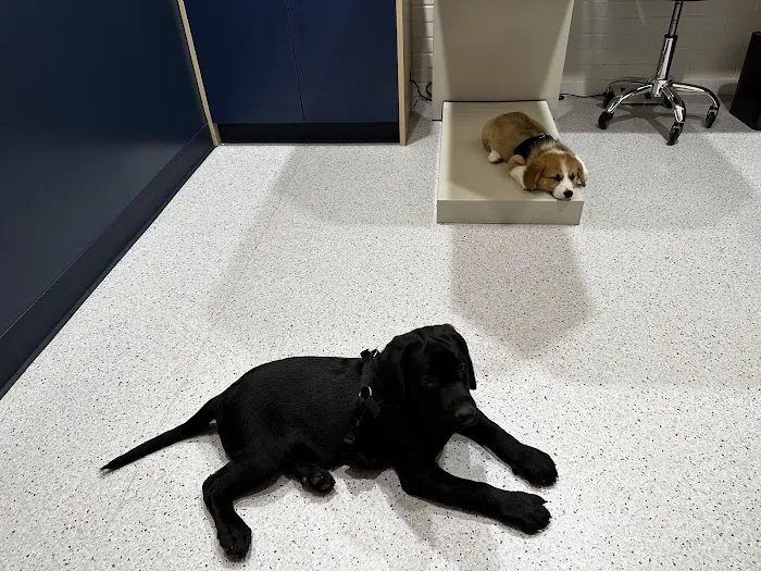 Bond Vet - Hoboken Picture 6