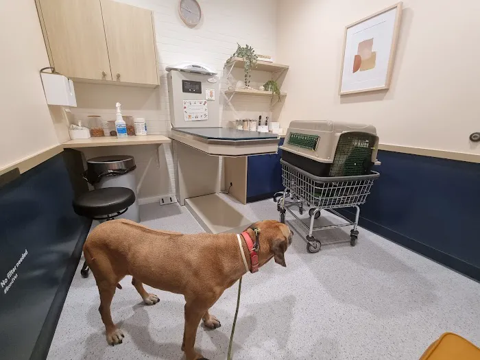 Bond Vet - Hoboken Picture 5