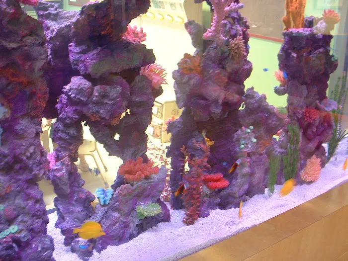 Aquarium Maintenance Service Picture 1
