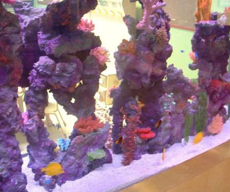 Aquarium Maintenance Service