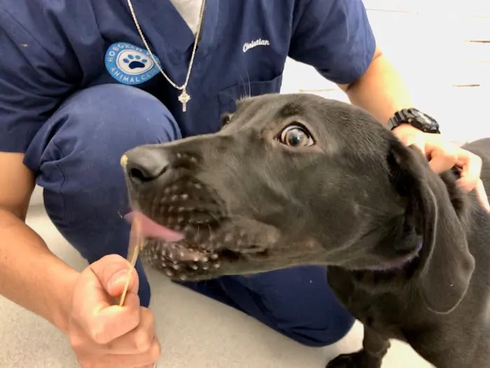Hoboken Vets Animal Clinic Picture 1