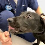 Hoboken Vets Animal Clinic