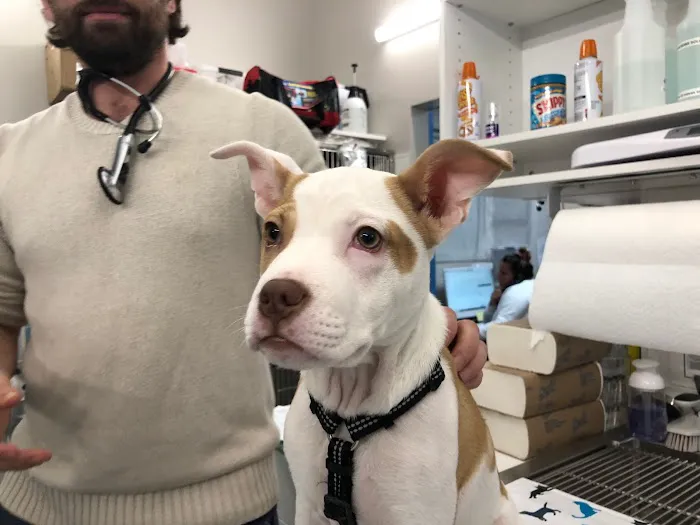 Hoboken Vets Animal Clinic Picture 2