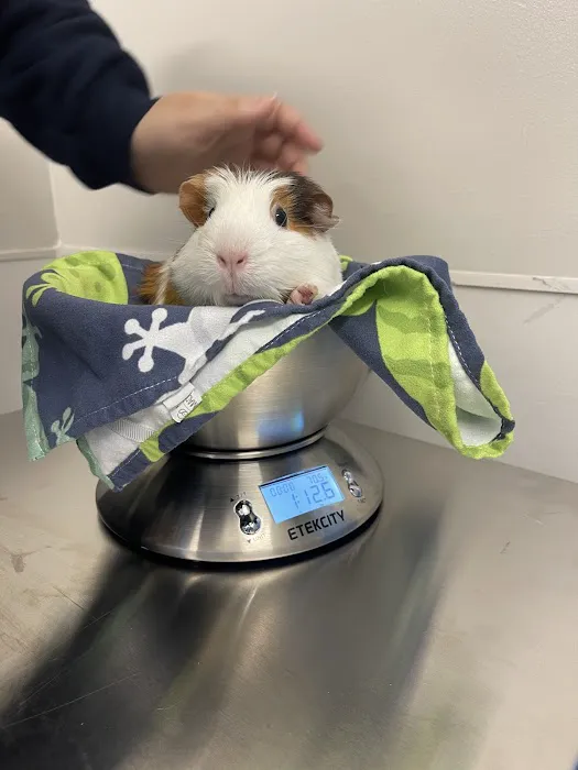 Hoboken Vets Animal Clinic Picture 5