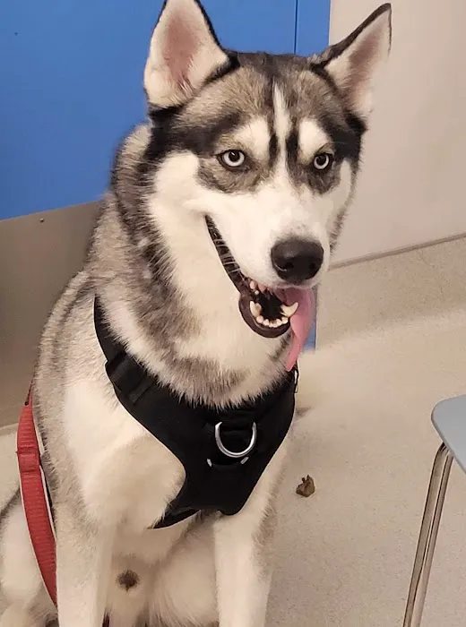 Hoboken Vets Animal Clinic Picture 8