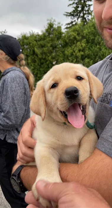 Cute pupps Picture 1
