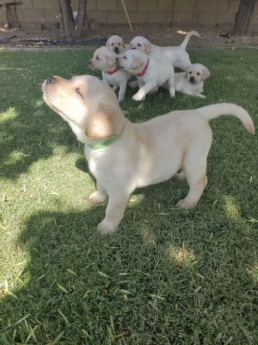 Cute pupps Picture 3