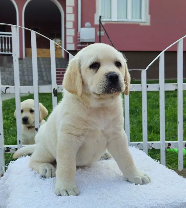 Cute pupps Picture 4