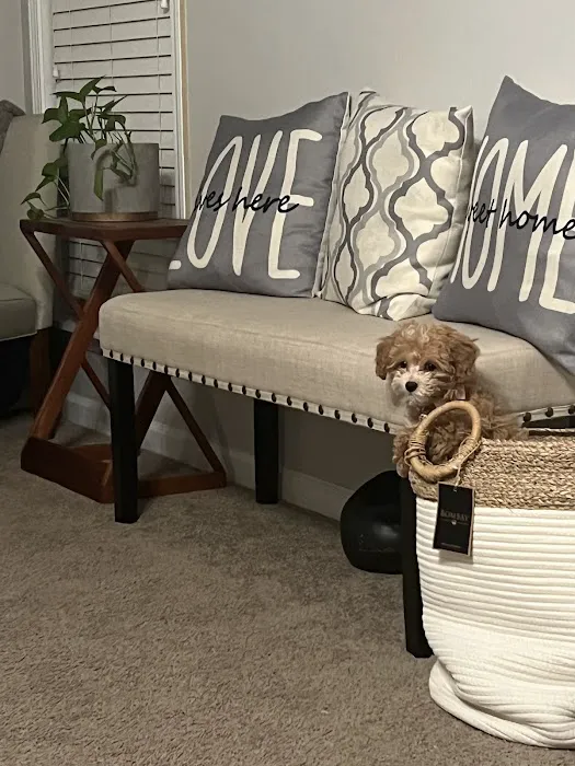 Sugar Sweet Georgia Puppies Picture 4