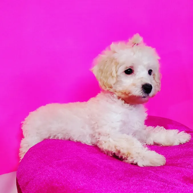 Sugar Sweet Georgia Puppies Picture 1