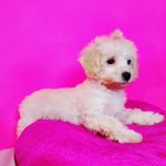 Sugar Sweet Georgia Puppies