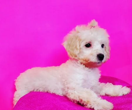 Sugar Sweet Georgia Puppies