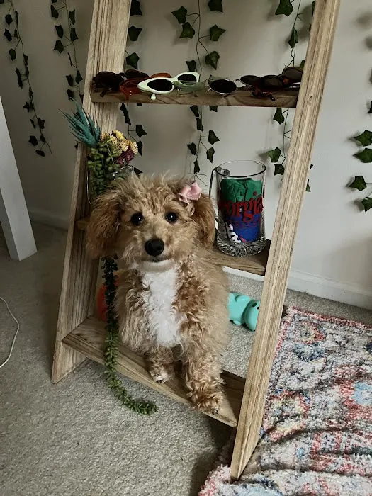 Sugar Sweet Georgia Puppies Picture 7