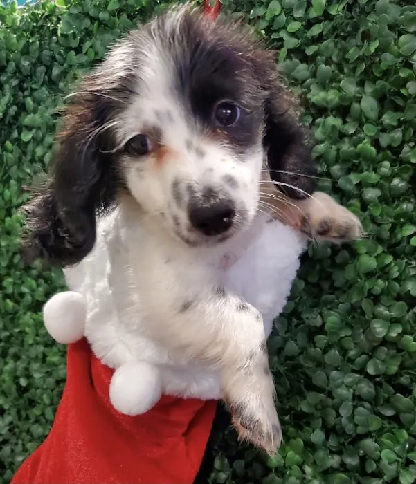 Puppies For Sale Local Breeders Picture 4