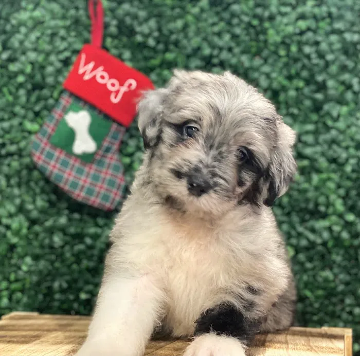 Puppies For Sale Local Breeders Picture 7