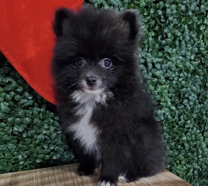 Puppies For Sale Local Breeders Picture 6