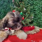 Puppies For Sale Local Breeders