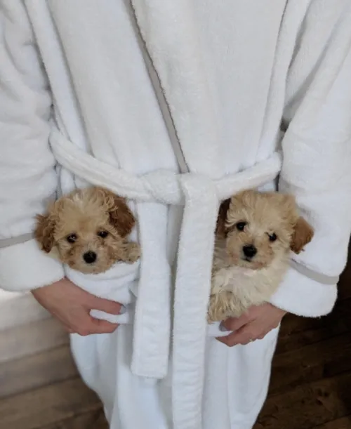 Puppies For Sale Local Breeders Picture 10