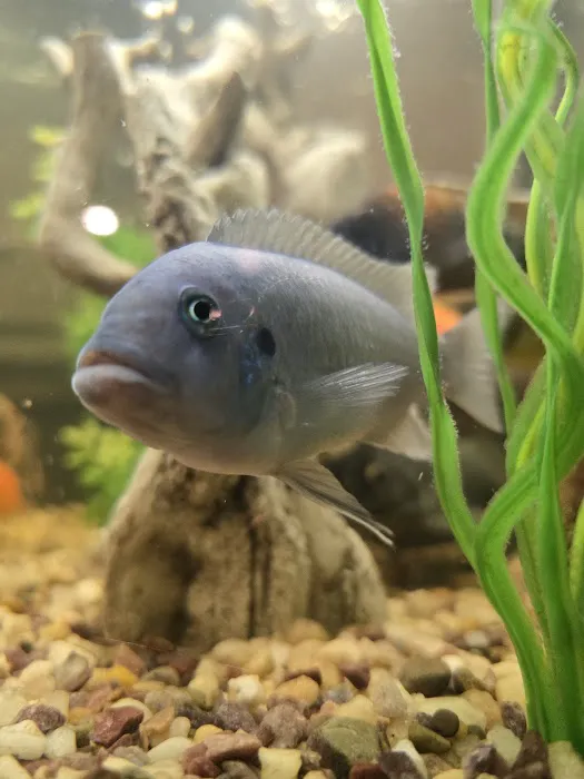 Mystical Ponds and Aquariums Picture 5