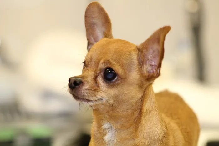 White Plains Veterinary Hospital Picture 6