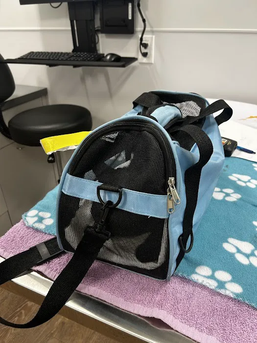 Animal Dermatology Clinic Picture 3