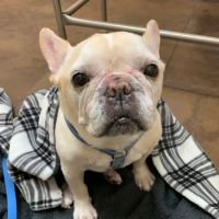 Animal Dermatology Clinic ico