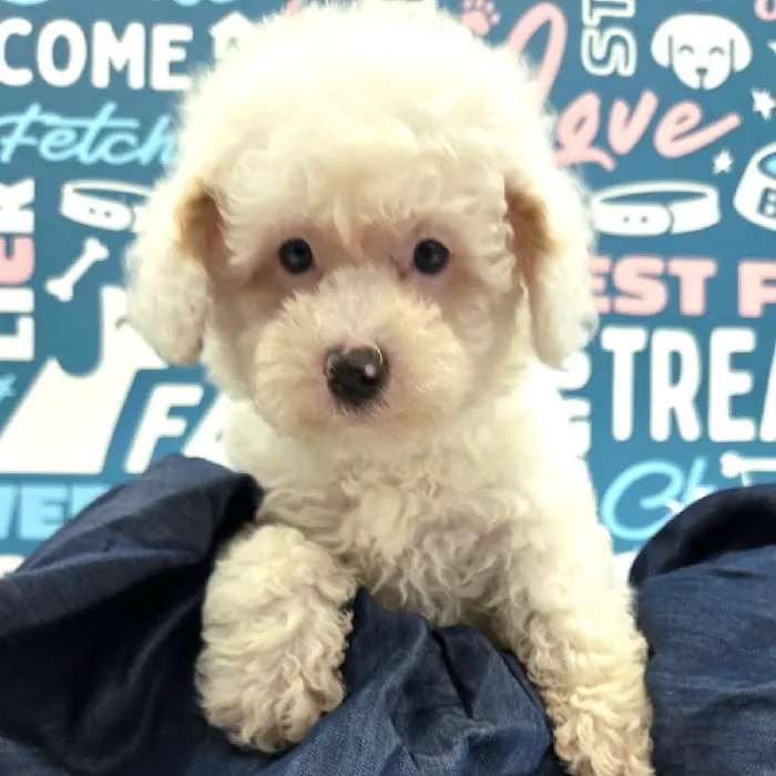 Waggles Puppy Boutique - Duluth Picture 8