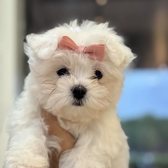 Waggles Puppy Boutique - Duluth Picture 4